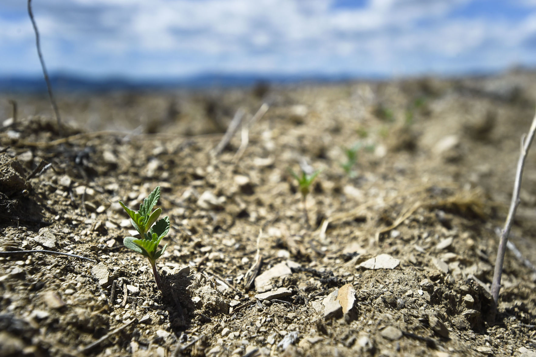 Kim Phillips' 2017 hemp seedlings